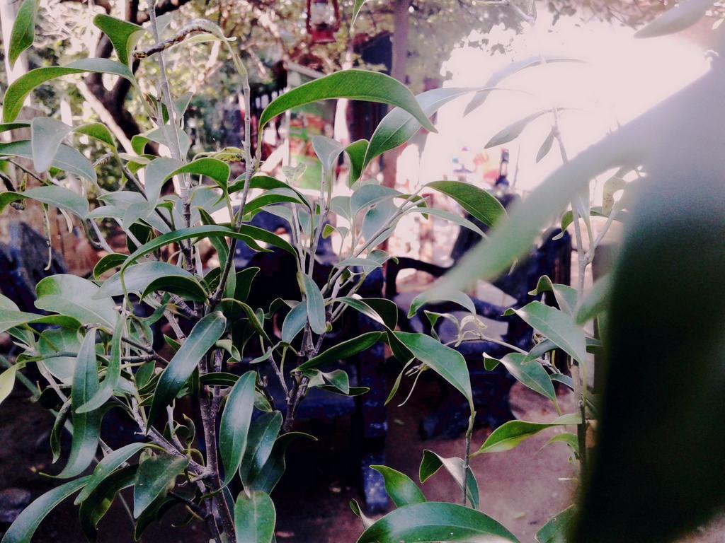 Bluesky Guest House Dambulla Bagian luar foto