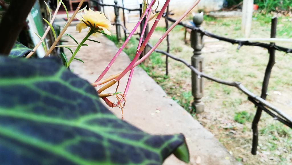 Bluesky Guest House Dambulla Bagian luar foto