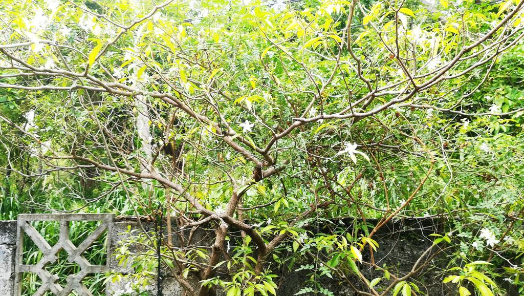 Bluesky Guest House Dambulla Bagian luar foto